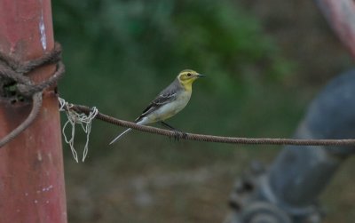 Citrine Wagtail - Citroenkwikstaart