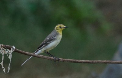 Citrine Wagtail - Citroenkwikstaart