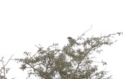 Southern Grey Shrike - Zuidelijke Klapekster