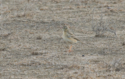 Tawny Pipit - Duinpieper