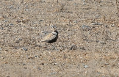 Black-crowned Finch-lark - Zwartkruinvinkleeuwerik