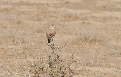 Isabelline Wheatear - Izabeltapuit