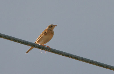 Long-billed Pipit - Langsnavelpieper