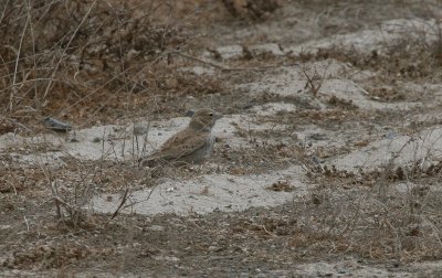 Black-crowned Finch-lark - Zwartkruinvinkleeuwerik