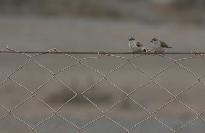 Indian Silverbills - Loodbekjes