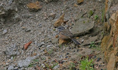 Rock Bunting - Grijze Gors