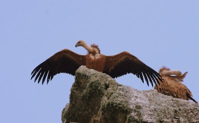 Griffon Vulture - Vale Gier