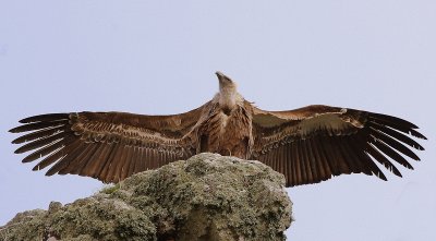 Griffon Vulture - Vale Gier
