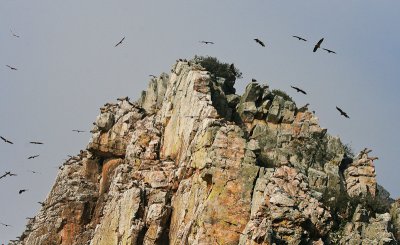 Griffon Vulture - Vale Gier
