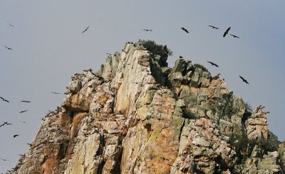 Griffon Vulture - Vale Gier