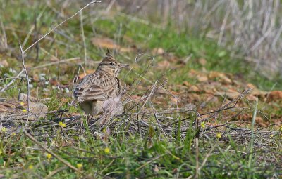 Crested Lark - Kuifleeuwerik