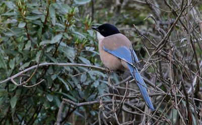 Azure-winged Magpie - Blauwe Ekster