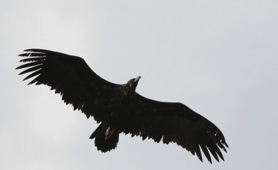 Black Vulture - Monniksgier