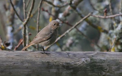 Black Redstart - Zwarte Roodstaart