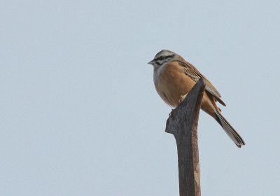 Rock Bunting - Grijze Gors