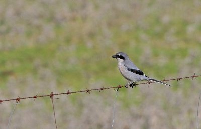 Iberian Grey Shrike - Iberische Klapekster