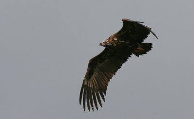 Black Vulture - Monniksgier