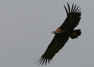 Black Vulture - Monniksgier