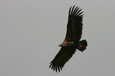 Black Vulture - Monniksgier