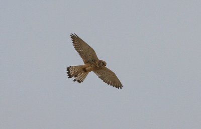 Lesser Kestrel - Kleine Torenvalk