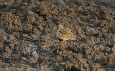 Crested Lark - Kuifleeuwerik