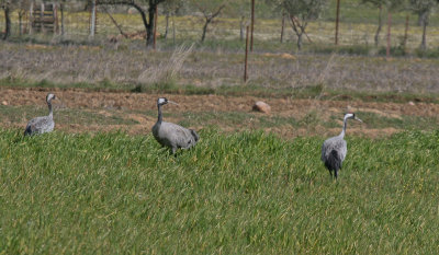 Common Crane - Kraanvogel