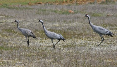 Common Crane - Kraanvogel