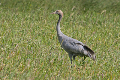 Common Crane - Kraanvogel