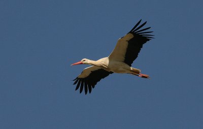 White Stork - Ooievaar