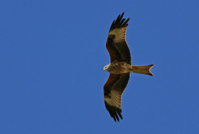 Red Kite - Rode Wouw