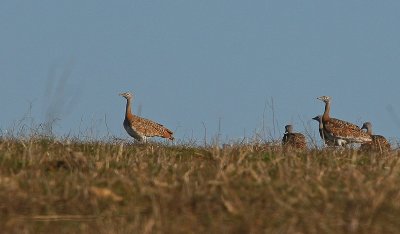 Great Bustard - Grote Trap