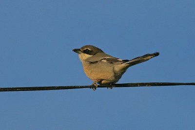 Iberian Grey Shrike - Iberische Klapekster