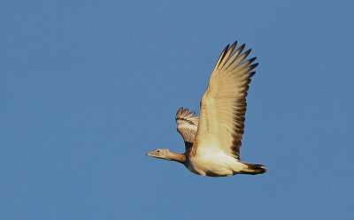 Great Bustard - Grote Trap