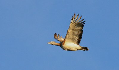 Great Bustard - Grote Trap