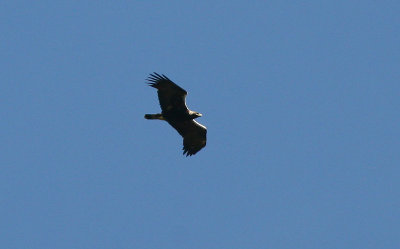 Spanish Imperial Eagle - Spaanse Keizerarend