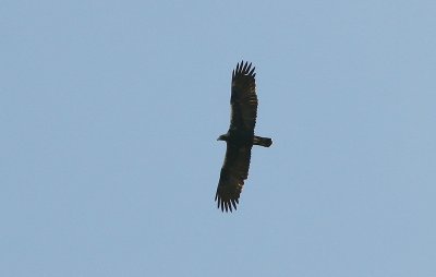 Spanish Imperial Eagle - Spaanse Keizerarend