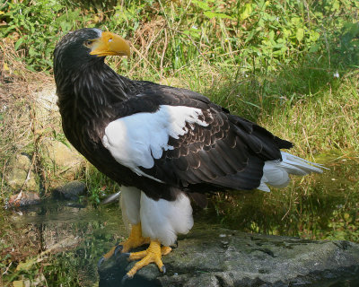Stellers Zeearend - Steller's Sea Eagle