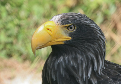 Stellers Zeearend - Steller's Sea Eagle