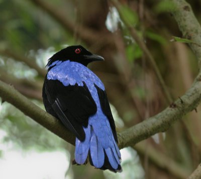 Indische Blauwrug - Asian Fairy-bleubird