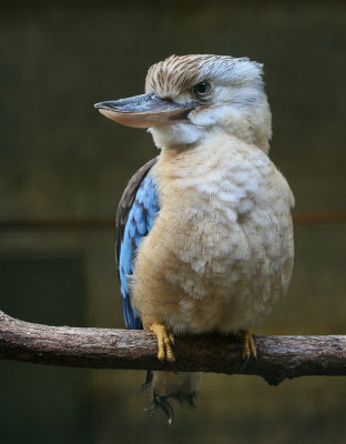 Blauwvleugelbosijsvogel - Blue-winged Kookaburra