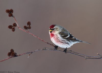 Common Redpoll