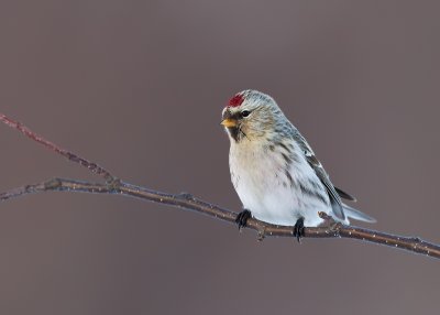 Hoary Redpoll