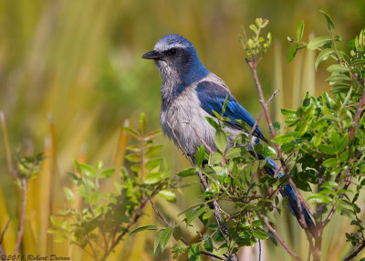 Florida Scrub-Jay