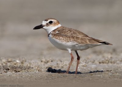 Wilsons Plover