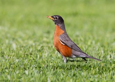 American Robin