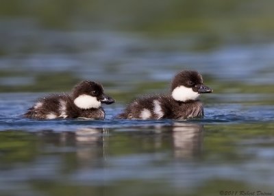 Common Merganser