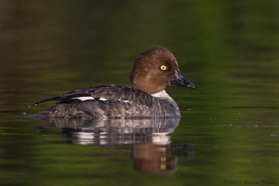 Common Goldeneye