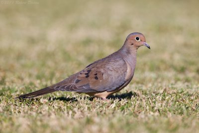 Mourning Dove