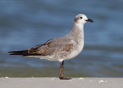 Laughing Gull