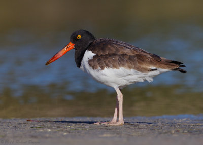 American Oystercatcher